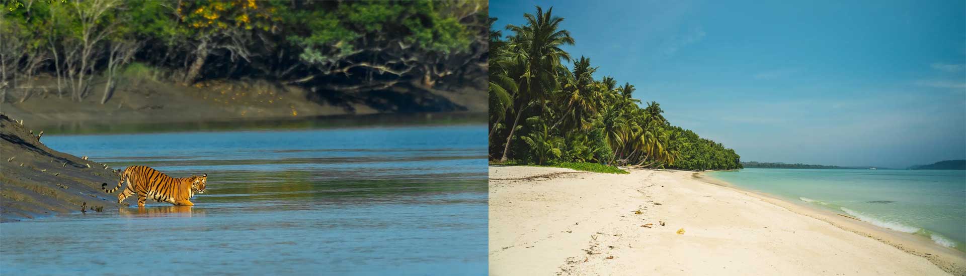 Sundarbans vs Andaman Islands
